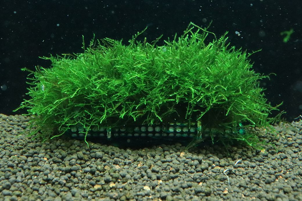 【通販 水草】国産 南米ウィローモスマット(無農薬)【1枚 サンプル画像】（陰性水草)（生体）（熱帯魚）