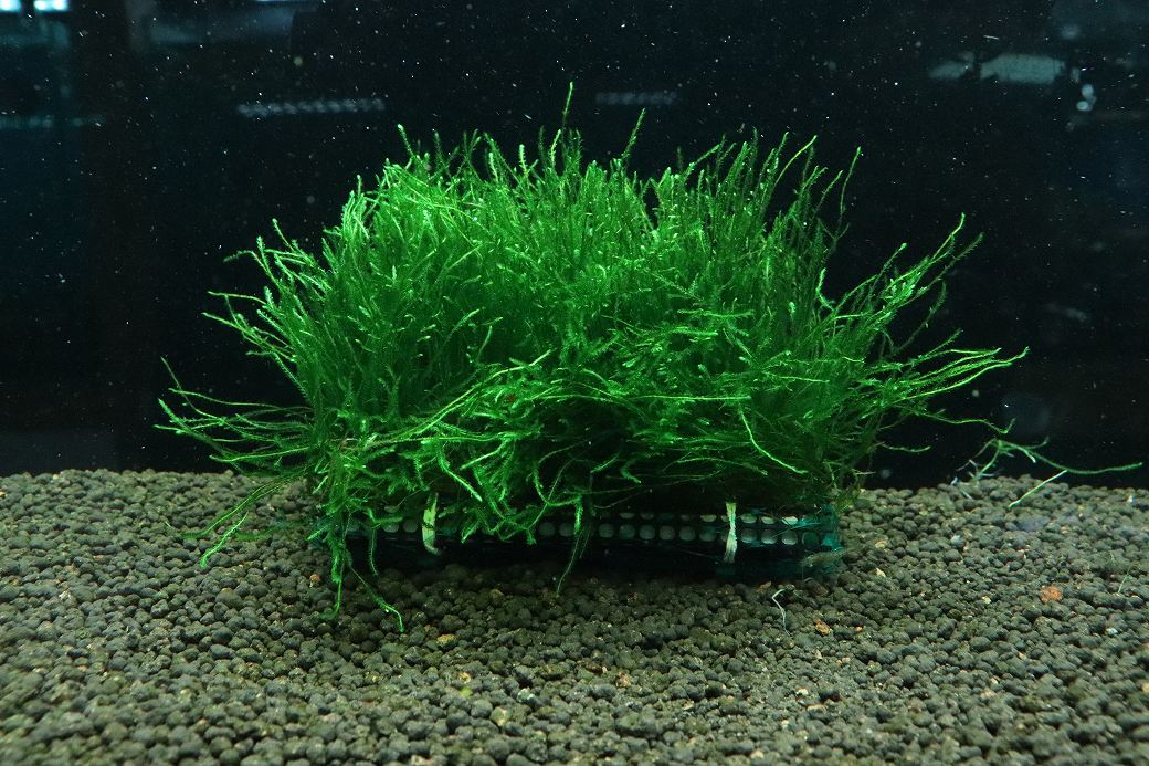 【通販 水草】国産 ウィローモスマット(無農薬)【1枚 サンプル画像】（陰性水草)（生体）（熱帯魚）