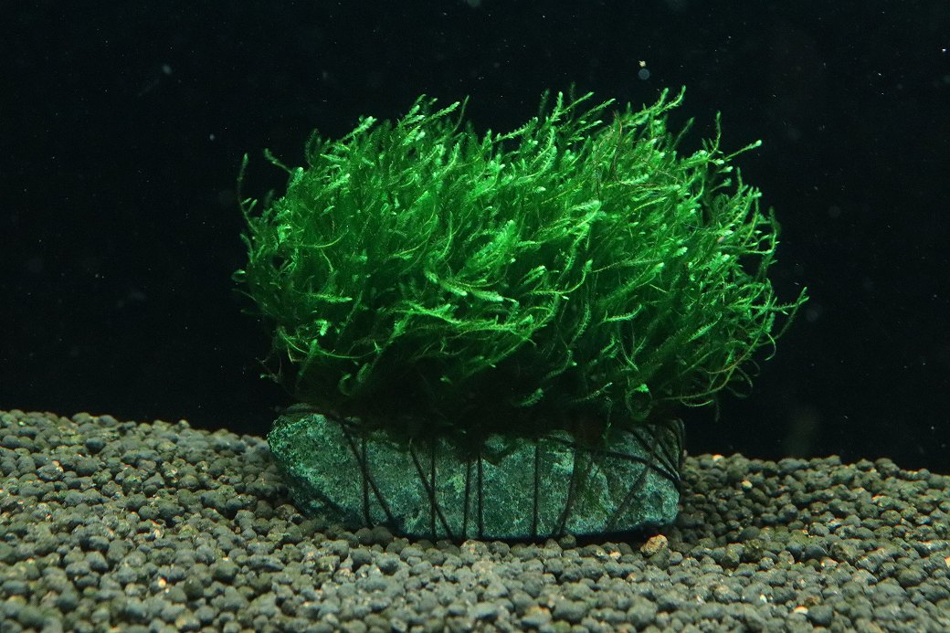 【通販 水草】国産 フレイムモス石付き(無農薬)【1個 サンプル画像】（陰性水草)（生体）（熱帯魚）