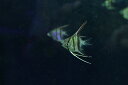 【淡水魚】【通販】ネグロアルタムエンゼルフィッシュ レッドショルダーサンタイザベル産【1匹 サンプル画像】(±3cm)(生体)(熱帯魚)NK(4)