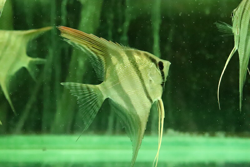 【淡水魚】大特価 レア種 スカラレエンゼル ジュファリ産 ワイルド【1匹 サンプル画像】(±7-8cm)(生体)(熱帯魚)NKのサムネイル