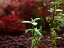 【水草】オーストラリア原産 ロタラ オカルティフローラ【1本 サンプル画像】(珍水草)