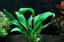 【通販 水草】アヌビアス アフゼリー(輸入品)【1ポット サンプル画像】(陰性水草)(生体)(熱帯魚)