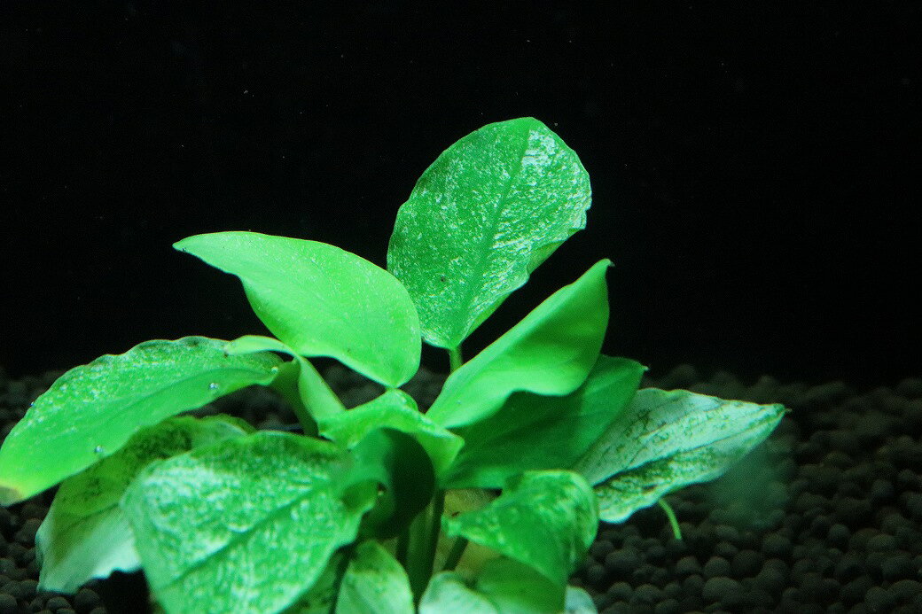 ペットバルーン楽天市場支店の【通販 水草】アヌビアス ナナ 斑入り(輸入品)【1ポット サンプル画像】（陰性水草)（生体）（熱帯魚）｜アングル3