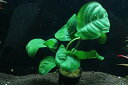 【通販 水草】アヌビアス バルテリー エメラルドブルーム(輸入品)【1ポット サンプル画像】(陰性水草)(生体)(熱帯魚)