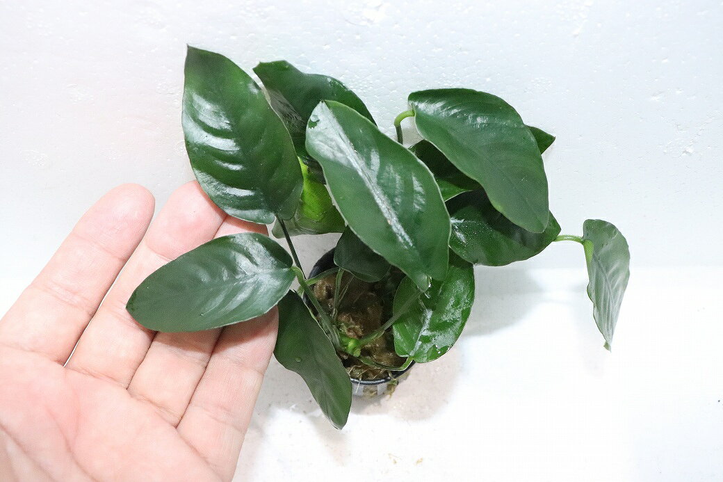 【通販 水草】アヌビアス オバリス(輸入品)【1ポット サンプル画像】（陰性水草)（...