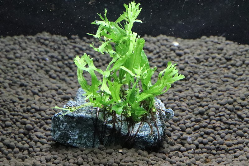 【水草】国産 ミクロソリウム ウェンデロフ 石付き(無農薬)【1個】(陰性水草)のサムネイル