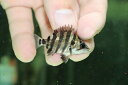 【淡水魚】【通販】大特価 メニーバータイガーダトニオ ワイルド【1匹サンプル画像】(±5cm)(大型魚)(生体)(熱帯魚)NKO