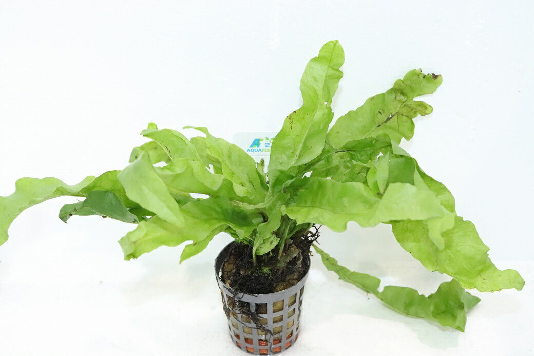 【通販 水草】ミクロソリウム ラティフォリア(輸入品)【1ポット サンプル画像】（陰性水草)（生体）（..