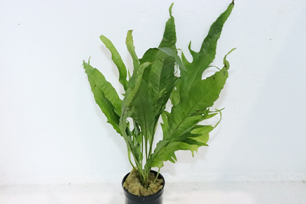 【通販 水草】ミクロソリウム クレイジーリーフ タイプ2(輸入品)【1ポット サンプル画像】（陰性水草)..