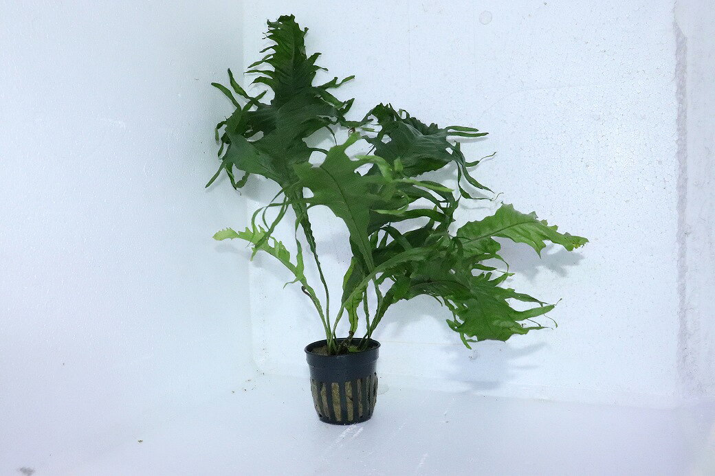 【通販 水草】ミクロソリウム ライオンフィッシュ(輸入品)【1ポット サンプル画像】（陰性水草)（生体）（熱帯魚）