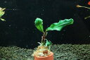 【通販 水草】ブセファランドラ sp グリーンジェイド(輸入品)【1株 サンプル画像】(陰性水草)(生体)(熱帯魚)