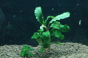 【通販 水草】国産 ブセファランドラ sp シンタン(無農薬)【1株 サンプル画像】(陰性水草)(生体)(熱帯魚)