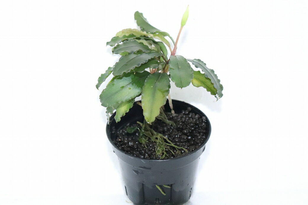 【通販 水草】ブセファランドラ sp マエストロブルー(輸入品) 【1ポット サンプル画像】（陰性水草)（生体）（熱帯魚）
