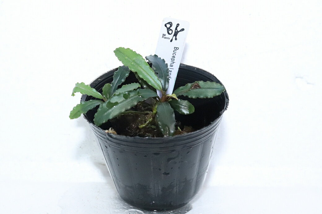 【通販 水草】ブセファランドラ sp s11(輸入品)【1ポット サンプル画像】（陰性水草)（生体）（熱帯魚）
