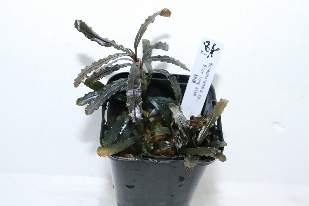 【通販 水草】ブセファランドラ sp ブルーロングステム(輸入品)【1ポット サンプル画像】（陰性水草)（生体）（熱帯魚）