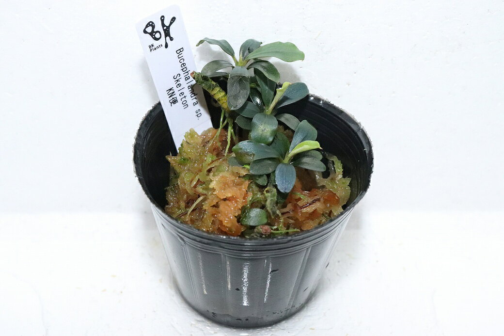 【通販 水草】ブセファランドラ sp スケルトン(輸入品)【1ポット サンプル画像】（...