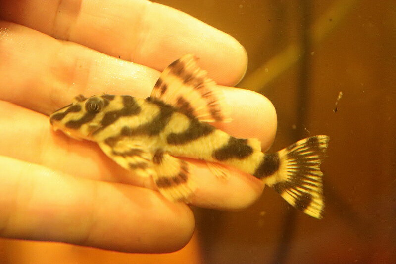 【淡水魚】大特価 L-015 ブルードバンドタイガープレコ ワイルド【1匹 サンプル画像】(±6-7 ...
