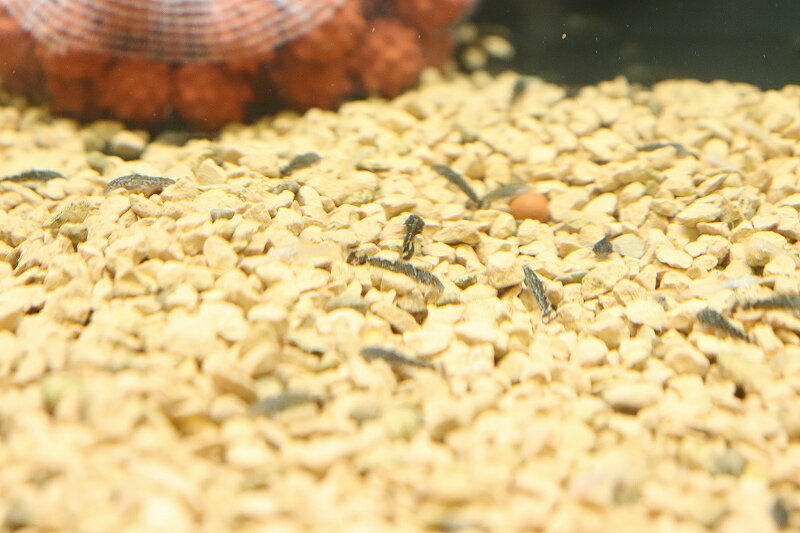 【淡水魚】ベビーサイズ ミニブッシープレコ【1匹 サンプル画像】(±1cm)(プレコ)(生体)(熱帯 ...