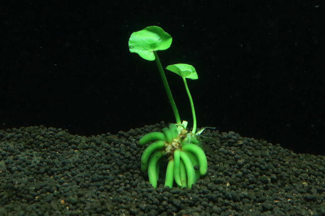 【通販 水草】バナナプランツ(輸入品)【1株 サンプル画像】（浮き草)（生体）（熱帯魚）