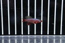 【淡水魚】ノソブランキウス ルブリピニス【1ペア サンプル画像】(卵生メダカ)(生体)(熱帯魚)NK