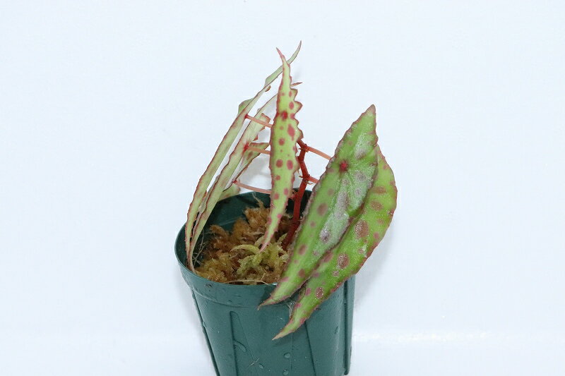 【観葉植物】ベゴニア アンフィオクサス【1ポット サンプル画像】(パルダリウム・ビバリウム)のサムネイル