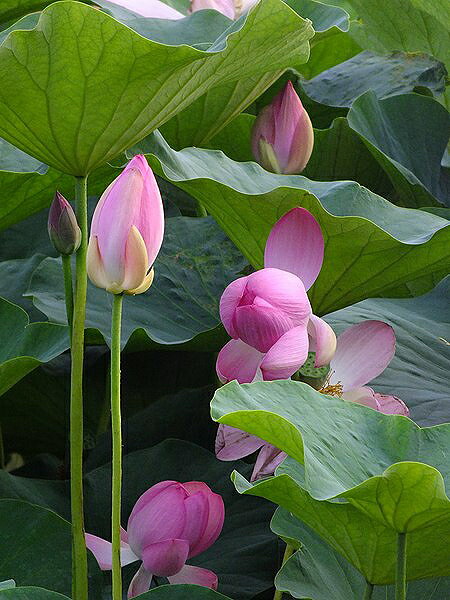 【水草】大賀ハス（古代ハス） 苗 昔ながらのピンクの花が美しい 大型種 レンコン 蓮苗【1株】(ハス スイレン)のサムネイル
