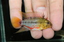 【淡水魚】【通販】レア種 アピストグラマ ホングスロイ ゴールドレッド【1ペア サンプル画像】(アピストグラマ)(生体)(熱帯魚)NKAP