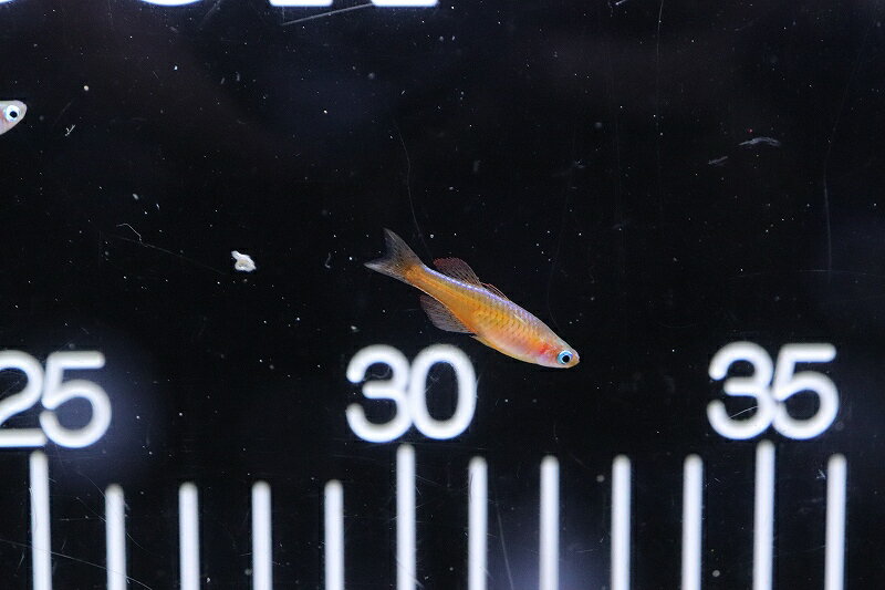 【淡水魚】【通販】ファイヤーレッドレインボーフィッシュ【1匹 サンプル画像】(レインボーフィッシュ)(生体)(熱帯魚)NK