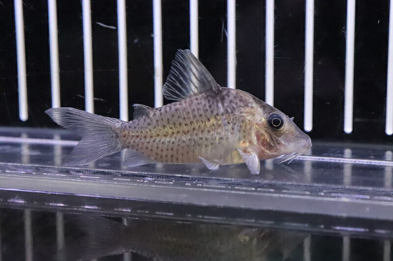【淡水魚】コリドラス クリムメニ ローライマ産 ワイルド【1匹 サンプル画像】(±5-6cm)(コリドラス)(生体)(熱帯魚)NKCRのサムネイル