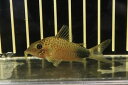 【淡水魚】レア種 コリドラス マツザカエ イガラッペ カンブレ産 ワイルド【1匹サンプル画像】(±5-6cm)(生体)(熱帯魚)NCR