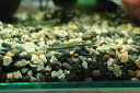 【淡水魚】【通販】コンテリボウズハゼ【1匹 サンプル画像】(±3-5cm)(ハゼ)(生体)(熱帯魚)NK