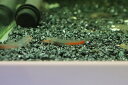 【淡水魚】レッドリップスティックゴビー【1匹 サンプル画像】(ハゼ)(生体)(熱帯魚)NK