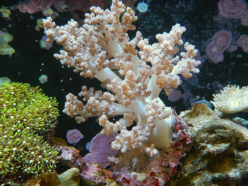 【サンゴ】ブリード チヂミトサカsp.（美カラー）【サンプル画像】(±10-15cm前後）（生体）（海水魚）..