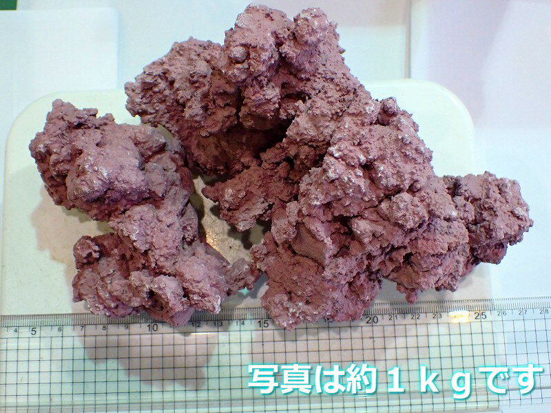 【ライブロック】マメライブロック(mame Liverock)【1kg】（サンプル画像）（生体）（サンゴ）