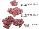 【サンゴ】【通販】マメライブロックプレート(1枚)(±22-28cm)(サンプル画像)(生体)(サンゴ)