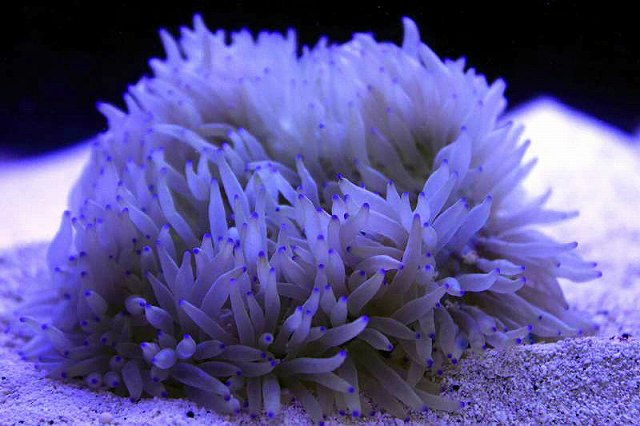 【イソギンチャク】シライトイソギンチャク パープルチップ 1個 ±5-10cm前後 生体 海水魚 サンゴ 