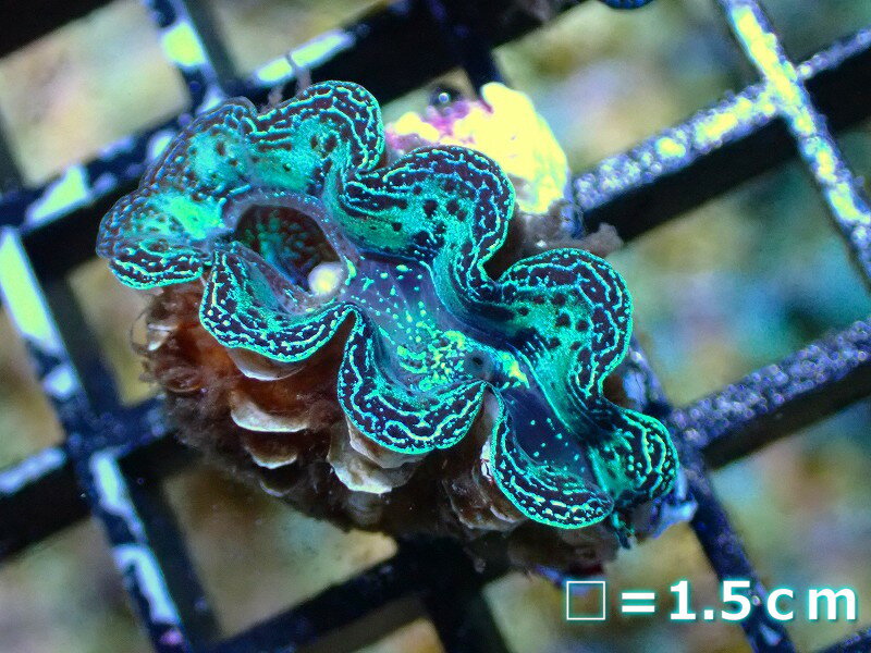 【サンゴ】【沖縄産】ヒメシャコガイ（メタリック上物）XSサイズ（1個）（±3-3.5cm）（サンプル画像）（生体）（サンゴ）