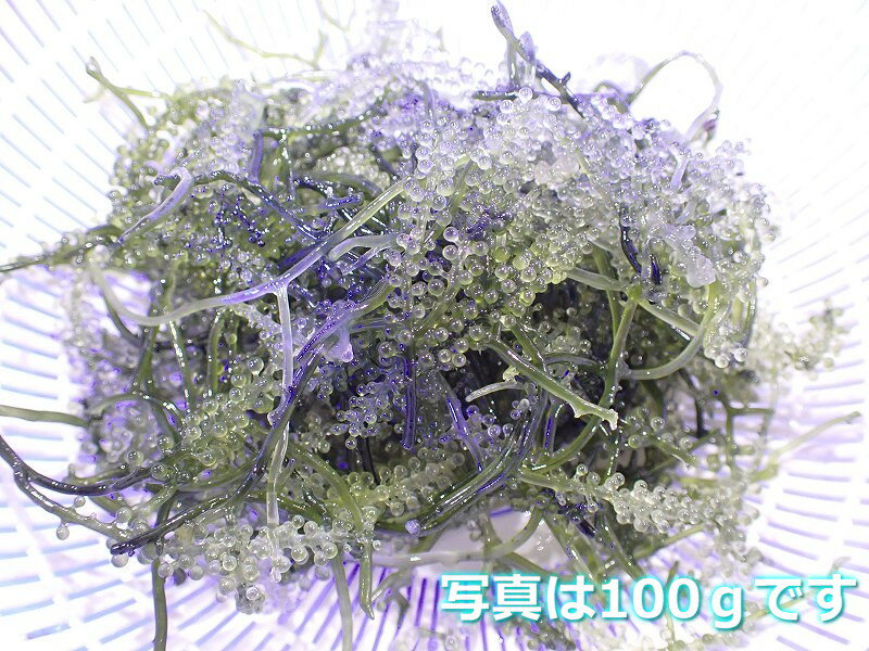 【サンゴ】【通販】餌として、リフジウム水槽にもOK! ウミブドウ（100g）【1パック】（サンプル画像） （生体）（サンゴ）