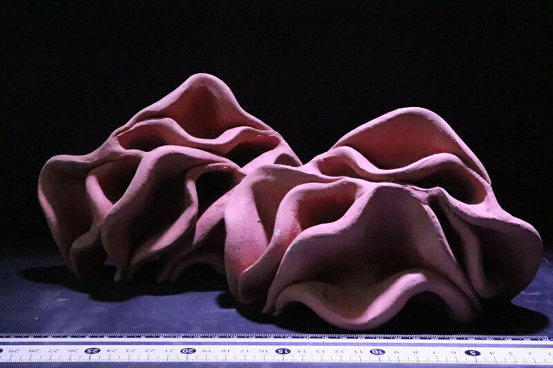 【熱帯魚 シェルター】【Shelter Crafta】 シェルタクラフタ 赤茶タイプ どら焼き型 4連 シェルター【1個 サンプル画像】(淡水)