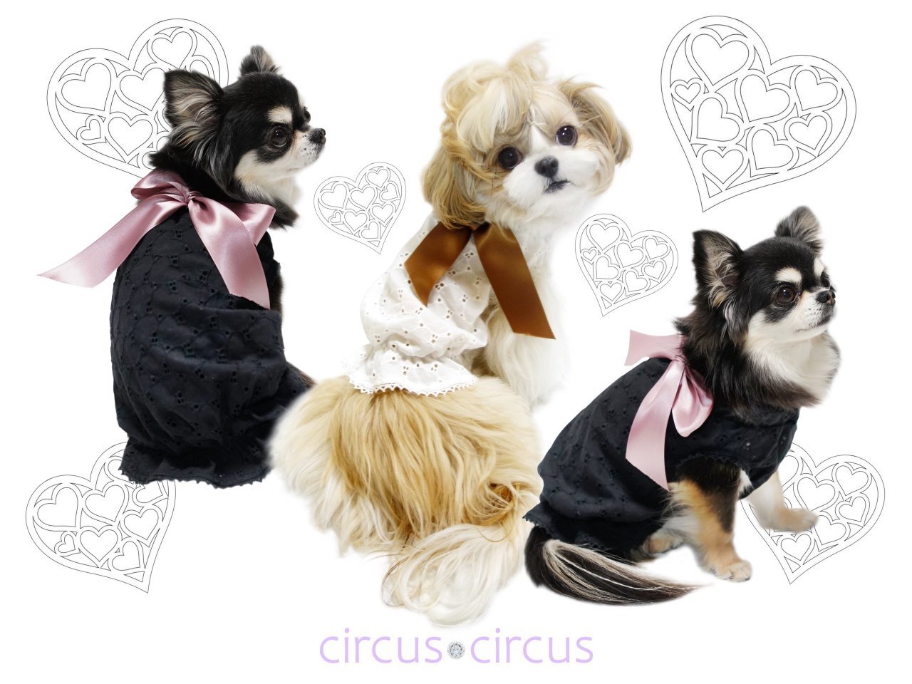 【SALE】circus circus Pre...の紹介画像3