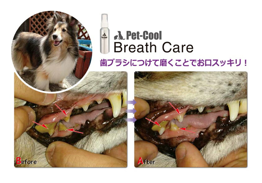 【公式】Pet-Cool(ペットクール)　Breath Care 50ml 3