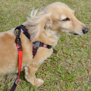 犬用シートベルトリード クラッシュデニム 超小型犬 小型犬 ダメージ デニム 車 ドライブ