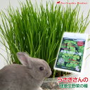 うさぎ 餌 うさぎ チモシー【うさぎさんの健康生野菜】種単品 生牧草 牧草 栽培 エンバク イタリアンライグラス チモシー レッドクローバー レンゲソウ ラッシュグリーン 草 種 無農薬 兎の餌 ウサギのエサ フード うさぎ ウサギ ペット 小動物 エサ 送料無料