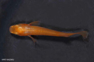 楊貴妃メダカ Aグレード 10匹 (2〜3cm程度) メダカ 観賞魚 アクアリウム ペット