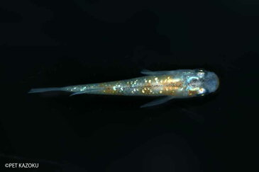 青・ラメミユキメダカ・スーパー極ラメ(ブルースターダスト) 1匹 観賞魚 魚 アクアリウム 熱帯魚 ペット