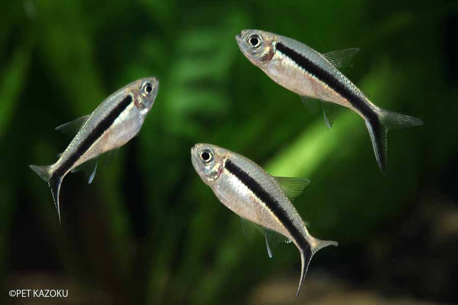 ペンギンテトラ 5匹 (3cm程度) 観賞魚 魚 アクアリウム 熱帯魚 ペット