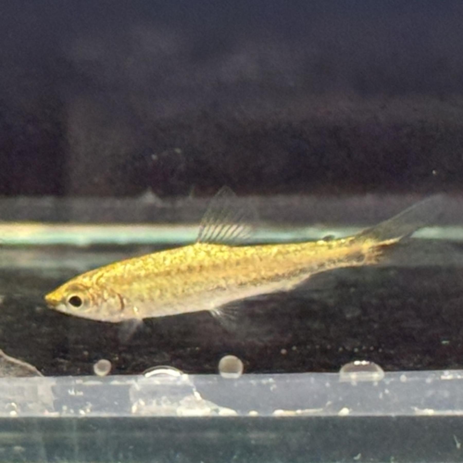 プラチナペンシルフィッシュ(ウルブー） マナウス便 「淡水魚」「熱帯魚」「観賞魚」アクアリウム