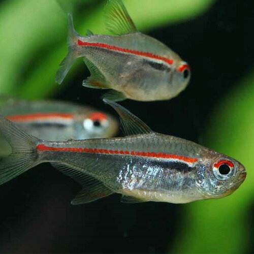 ハイフェソブリコン　アマパエンシス（EUブリード）　 EU便 チェコ 掘り出し物 「淡水魚」「熱帯魚 ...