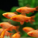 アルビノチェリーバルブ 9月新入荷商品 202509 台湾便 掘り出し物 「淡水魚」「熱帯魚」「観賞魚」アクアリウム
